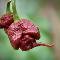The Chilli Factory | Carolina Reaper CHOCOLATE Chilli Seeds